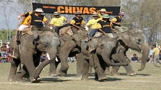 Elephant Polo in Nepal