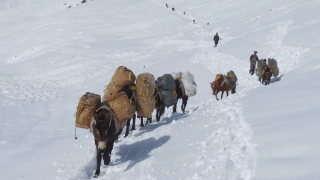 Wild East Rodungla Trek | Bhutan Trekking Packages