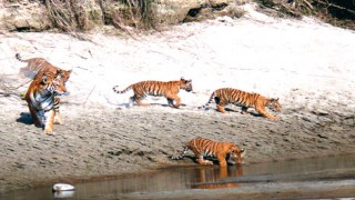 Nepal Bardia Bardiya National Park Wildlife Tour